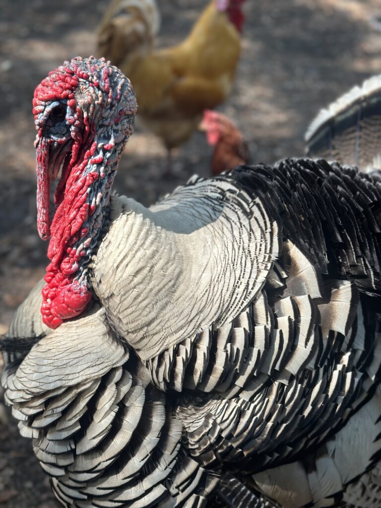 A Narragansett Turkey cream colored body with black tip feathers .