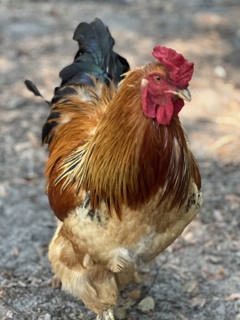 Golden Buff Bahama with a light golden body with layer of oranges red feathers.