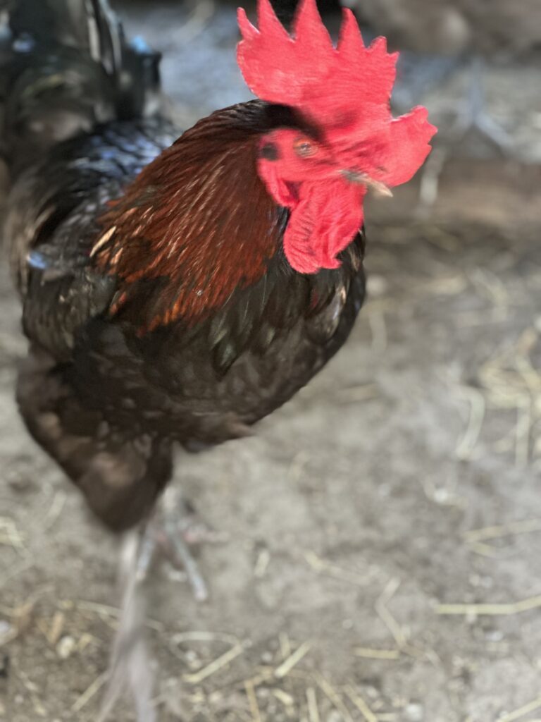 Black Copper Marans: