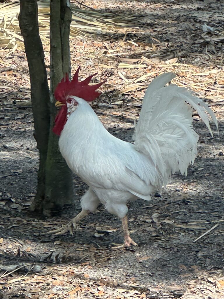 A Leghorn Roster with an all white body.