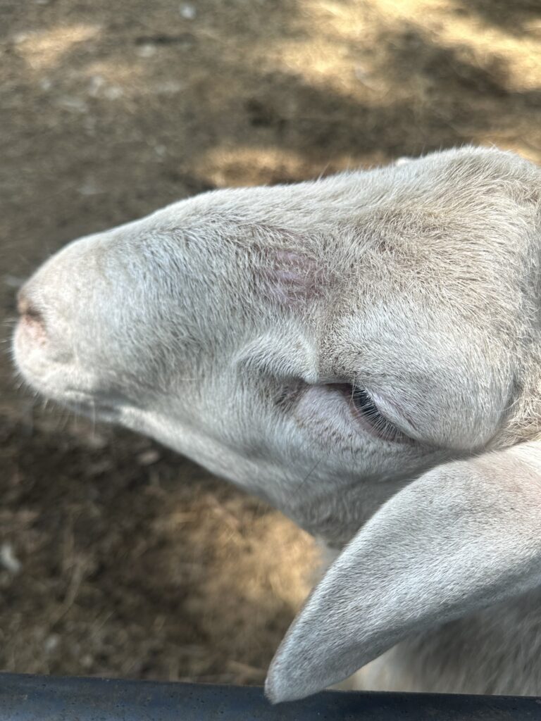 A pitcher of a male katahdin sheep head.