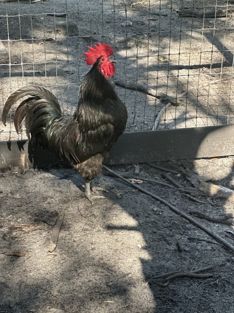 All Black chicken with greenish tale feathers