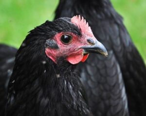 A black baby chicken with a red comb .