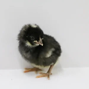 A baby Cuckoo Maran Chick against a white screen. It is black with patches of white.