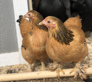 Two Buff Brahma chickens with golden feathers.